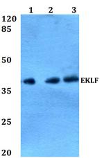 EKLF Antibody in Western Blot (WB)