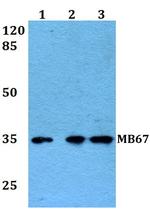 MB67 Polyclonal Antibody