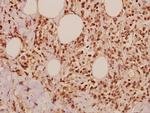 JAB1 Polyclonal Antibody