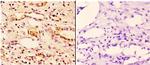 14-3-3 zeta Polyclonal Antibody