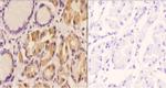 AIF Polyclonal Antibody