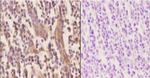 Apolipoprotein J Polyclonal Antibody