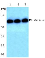 Apolipoprotein J Antibody in Western Blot (WB)
