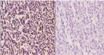 Cyclin H Antibody in Immunohistochemistry (Paraffin) (IHC (P))