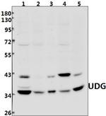 UNG Antibody in Western Blot (WB)