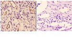 14-3-3 gamma Polyclonal Antibody