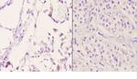 Bcl-W Polyclonal Antibody