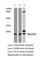 Bax Antibody in Western Blot (WB)