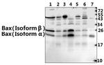 Bax Antibody in Western Blot (WB)