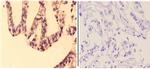Granzyme H Antibody in Immunohistochemistry (Paraffin) (IHC (P))