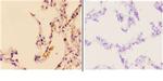 Granzyme H Polyclonal Antibody