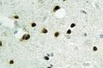 Histone H2B Antibody in Immunohistochemistry (Paraffin) (IHC (P))
