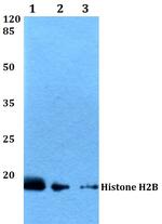 Histone H2B Antibody in Western Blot (WB)
