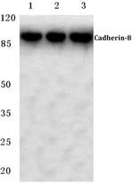 CDH8 Antibody in Western Blot (WB)