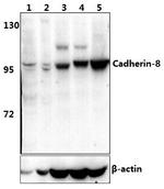 CDH8 Antibody in Western Blot (WB)