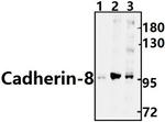 CDH8 Antibody in Western Blot (WB)