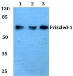 FZD1 Polyclonal Antibody
