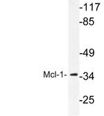 MCL-1 Polyclonal Antibody