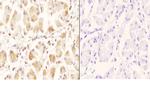 GCN5 Polyclonal Antibody