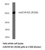 CHRM1 Polyclonal Antibody