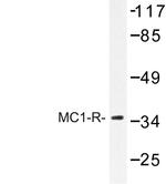 MC1R Antibody in Western Blot (WB)