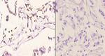 Histone H2A.X Polyclonal Antibody