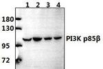 PIK3R2 Antibody in Western Blot (WB)
