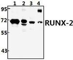 RUNX2 Polyclonal Antibody