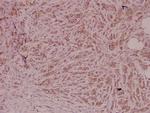 PEDF Antibody in Immunohistochemistry (Paraffin) (IHC (P))