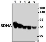 SDHA Polyclonal Antibody