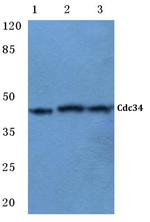 Cdc34 Antibody in Western Blot (WB)