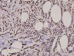 Histone H2A.X Polyclonal Antibody
