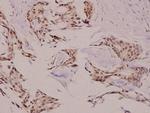 p23 Polyclonal Antibody