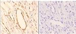 AKT1 Antibody in Immunohistochemistry (Paraffin) (IHC (P))