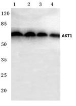AKT1 Antibody in Western Blot (WB)