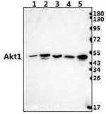AKT1 Antibody in Western Blot (WB)