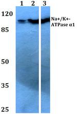 ATP1A1 Polyclonal Antibody