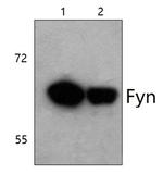 Fyn Polyclonal Antibody