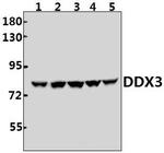 DDX3 Polyclonal Antibody