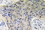 Aquaporin 4 Antibody in Immunohistochemistry (Paraffin) (IHC (P))