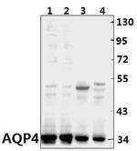 Aquaporin 4 Antibody in Western Blot (WB)