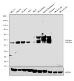 CNPase Antibody in Western Blot (WB)
