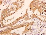 CNPase Antibody in Immunohistochemistry (Paraffin) (IHC (P))