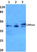 CNPase Antibody in Western Blot (WB)