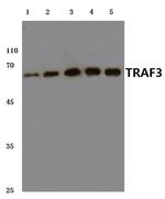 TRAF3 Polyclonal Antibody