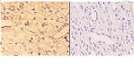 ACE Polyclonal Antibody