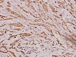 IGHA1 Polyclonal Antibody