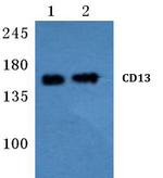 CD13 Antibody in Western Blot (WB)