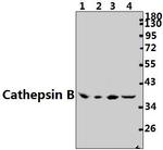 Cathepsin B Antibody in Western Blot (WB)