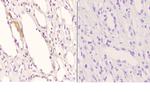 APOE Polyclonal Antibody